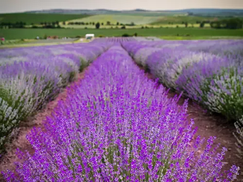 Levandulová farma Starovičky – levandule z jižní Moravy