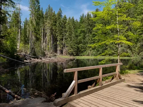 Boubínský prales – největší původní les ve střední Evropě