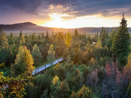 Jezerní slať – unikátní rašeliniště s vyhlídkovou věží v národním parku Šumava