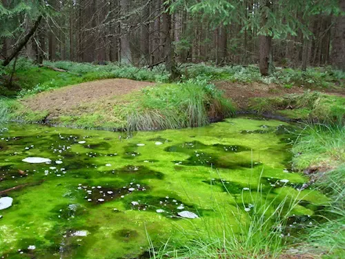 Přírodní rezervace Smraďoch