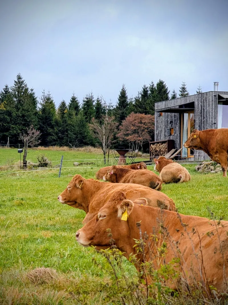Glamping Na Malém Háji - Kravičky