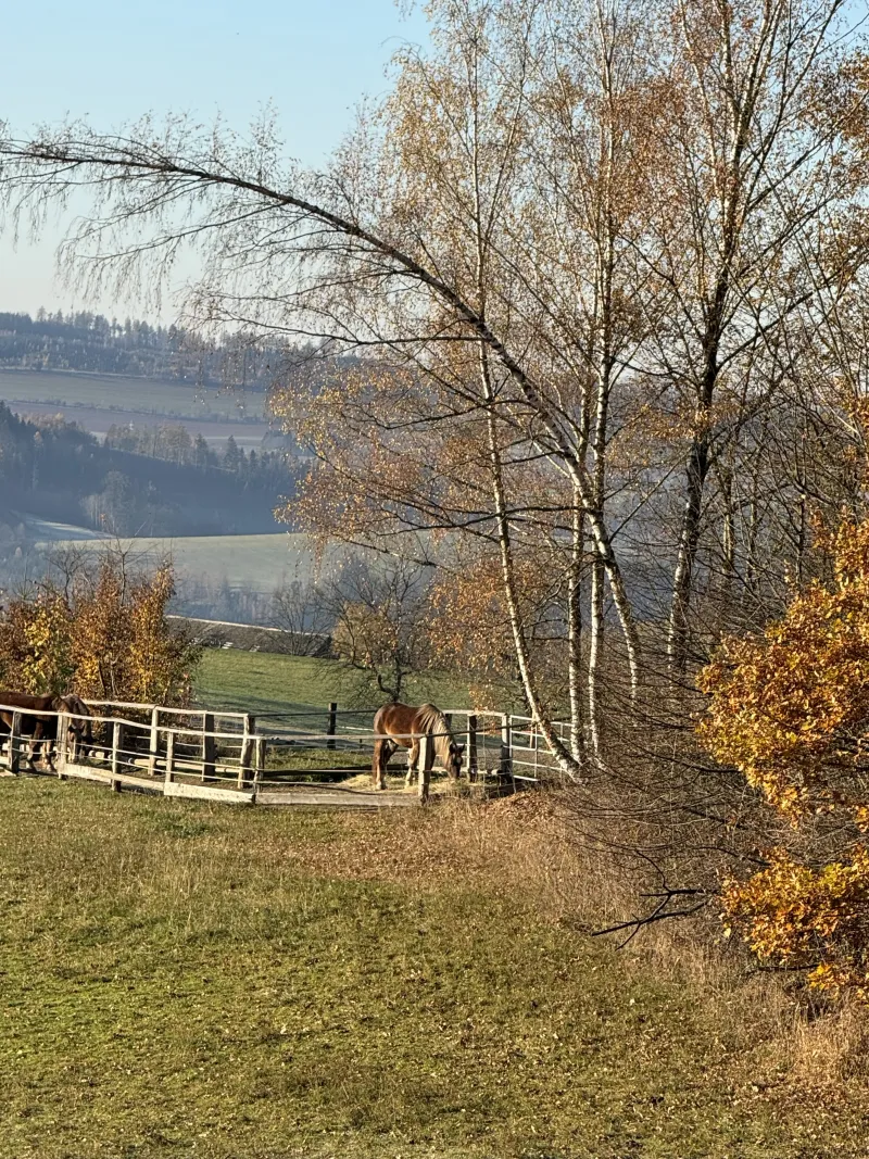 Zvířata