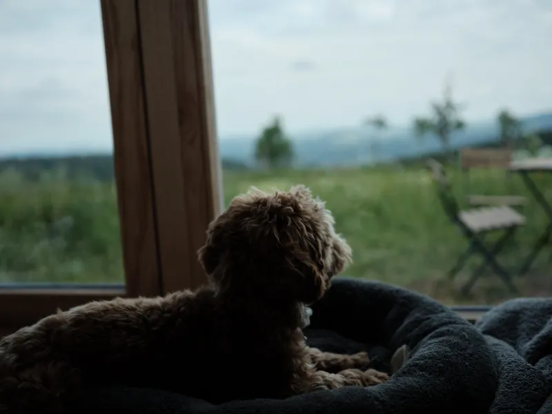 Glamping Na Malém Háji - Domácí mazlíčci vítáni